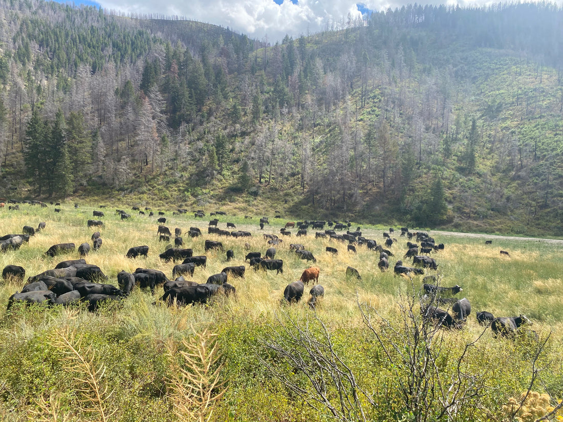 What is Regenerative Grazing?