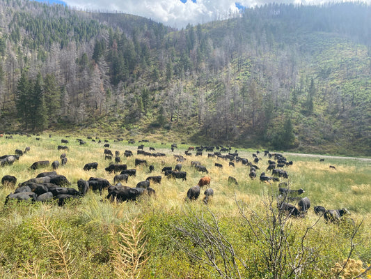 What is Regenerative Grazing?