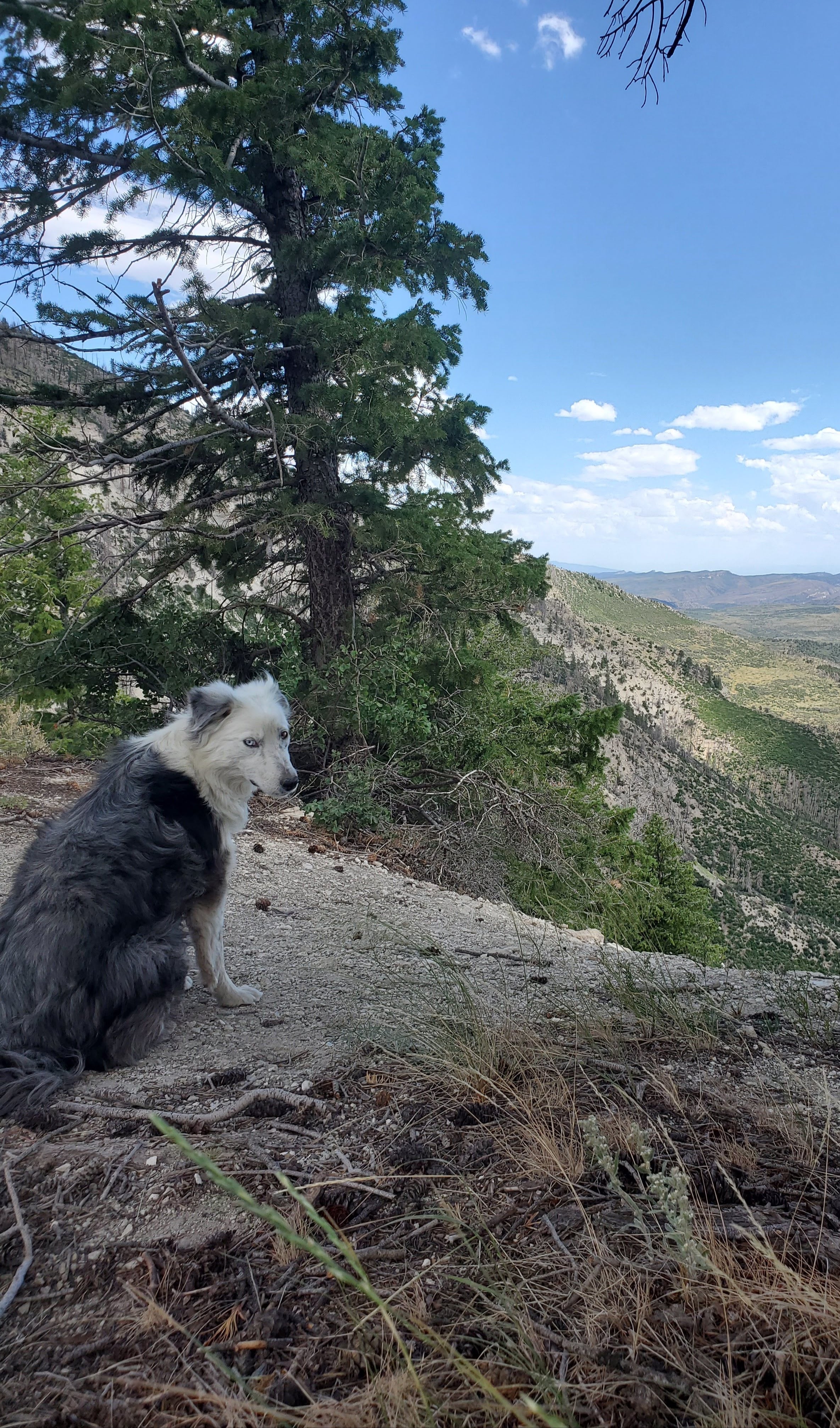 Dog standing on a trail with mountains and trees in the background