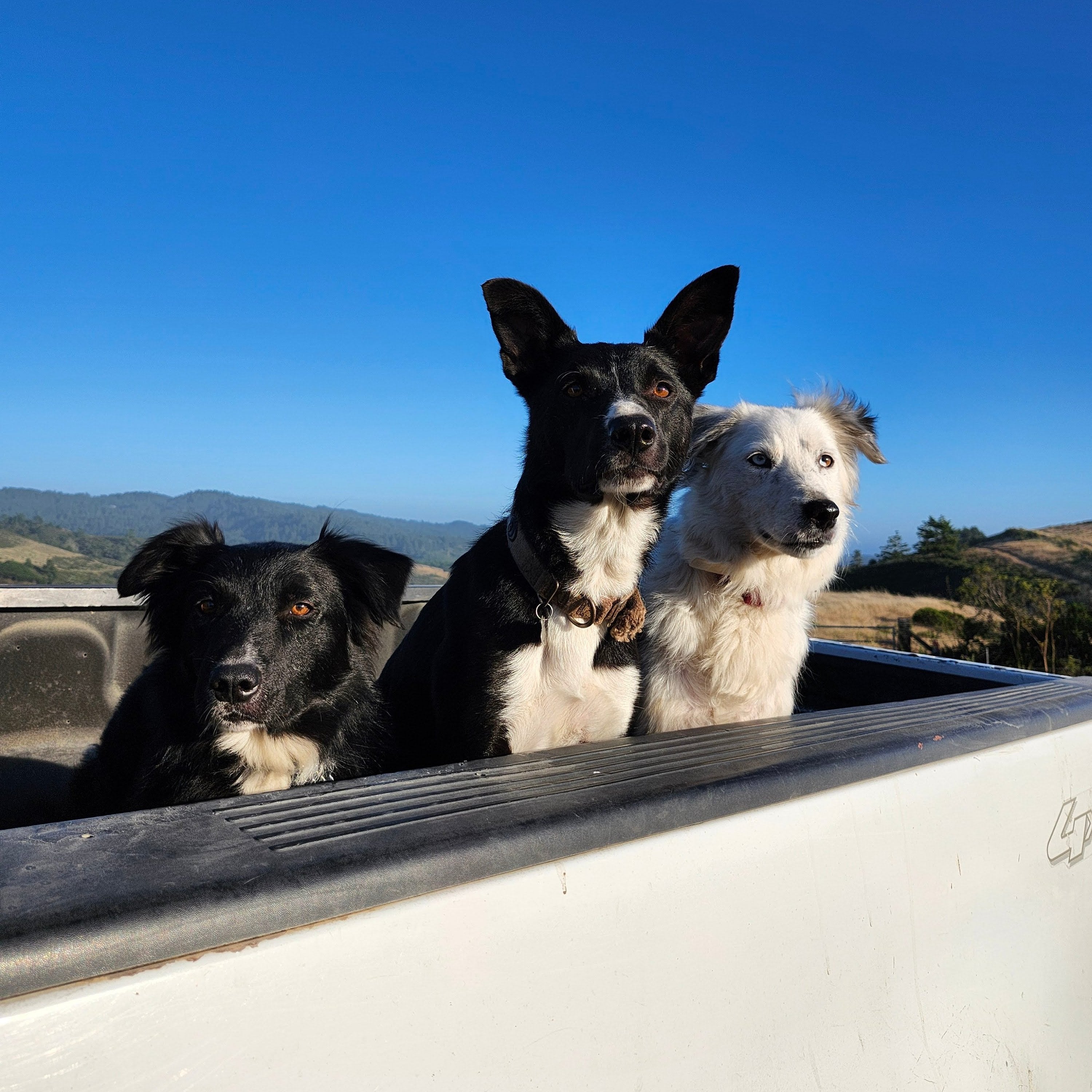 best food for border collies