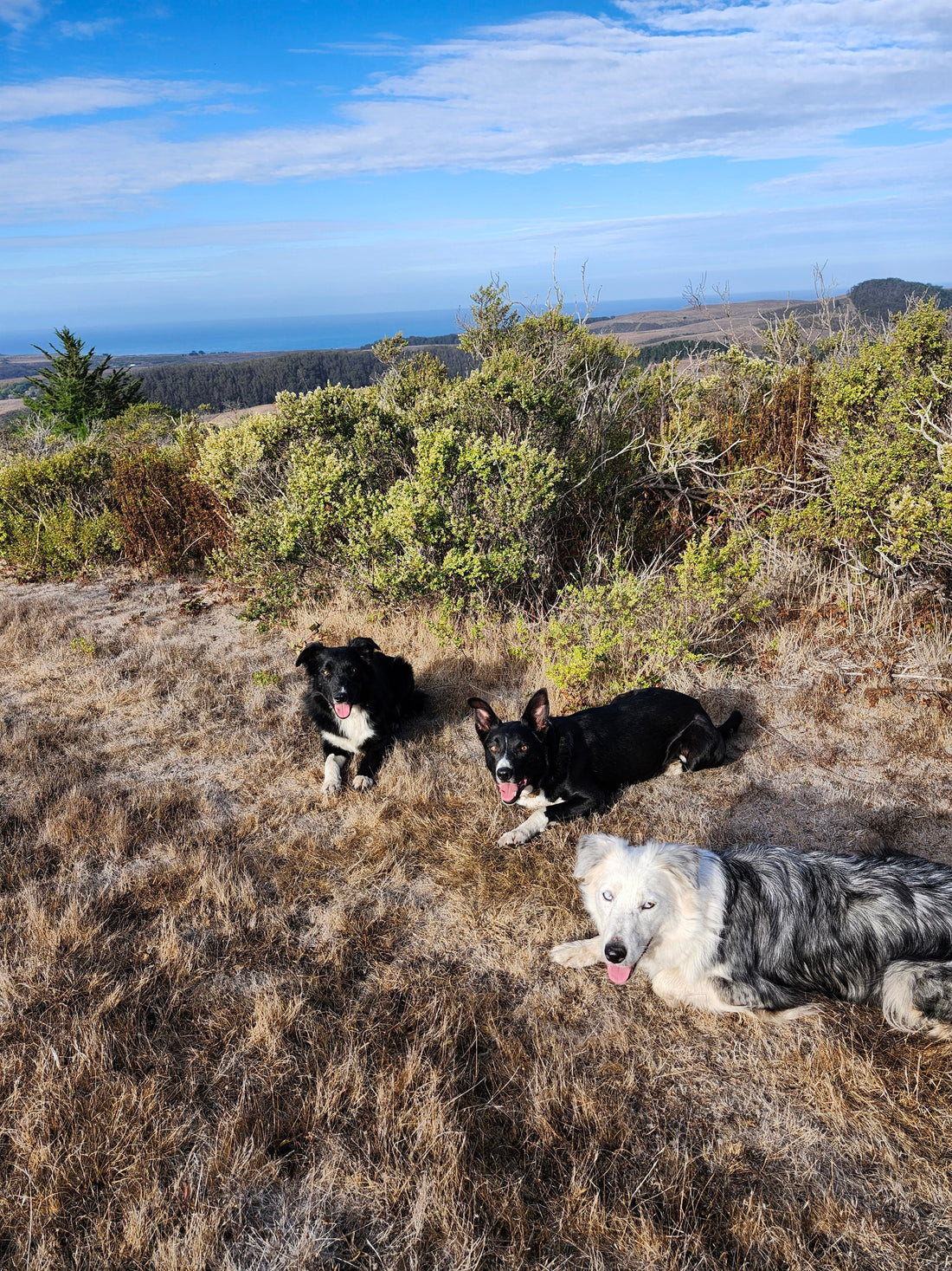 A Complete Guide On Transitioning to Raw Dog Food For Happier Dogs