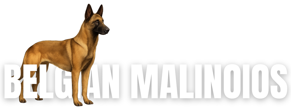 Raw Dog Food for Belgian Malinois