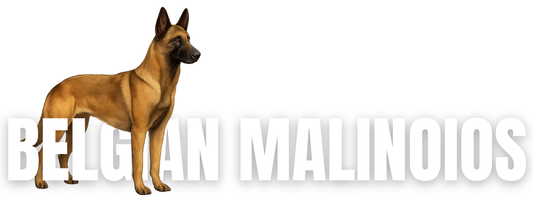 Raw Dog Food for Belgian Malinois