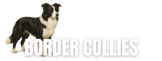Raw Dog Food for Border Collies