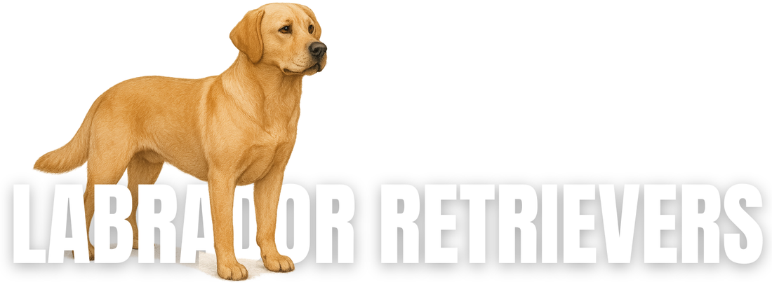 Raw Dog Food for Labrador Retrievers