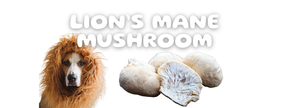 lion's mane for dogs