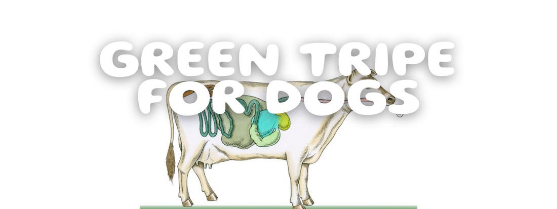 green tripe for dogs