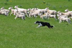 Raw Dog Food for Senior Dogs